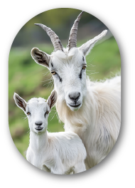 Goats