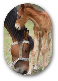 Horses