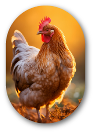 Poultry